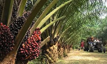 Export ban by major foreign player threatens palm oil supply chain