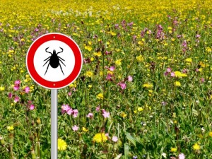tick-warning-sign-in-a-meadow