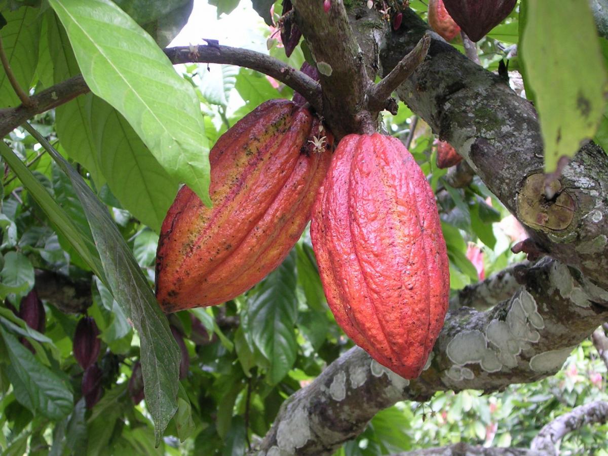 Lockdown Over 5,000 Tonnes Of Cocoa Beans Stuck In Nigeria Business