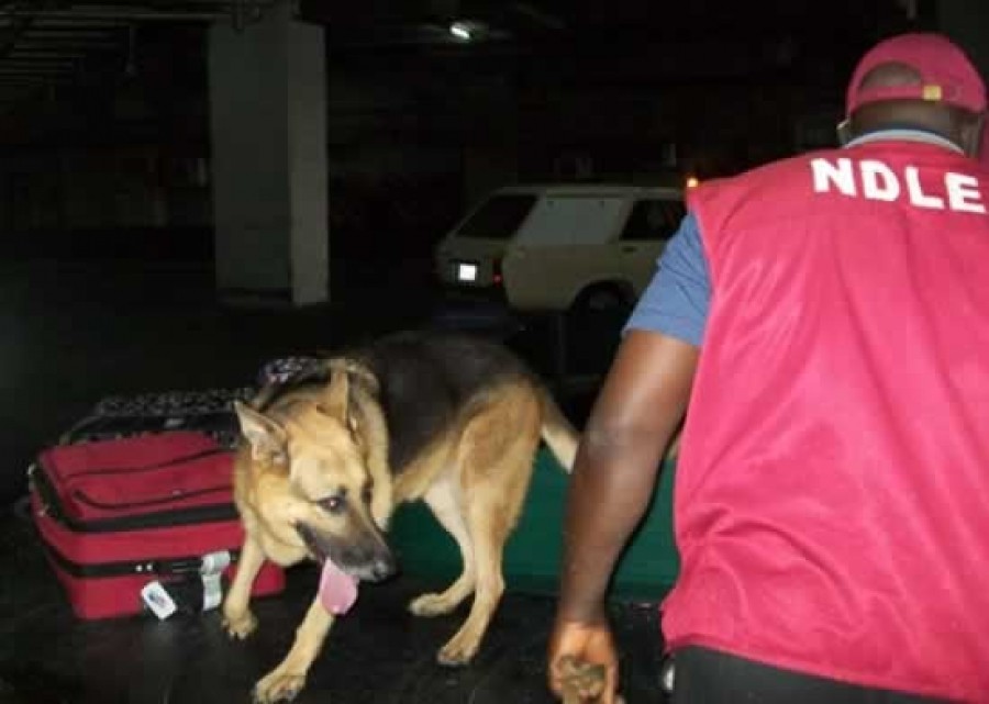 NDLEA apprehends Abia drug kingpin, Stephen Nwagwugwu