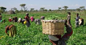 Farmers, experts condemn agric ministry’s call for prayers, fasting