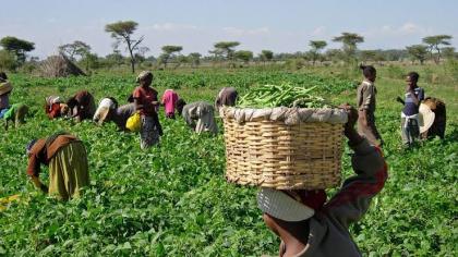 Nigeria farmers