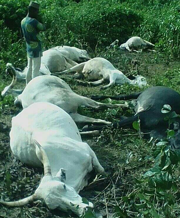 Thunder kills cows in Osun