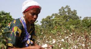 Cotton farmer