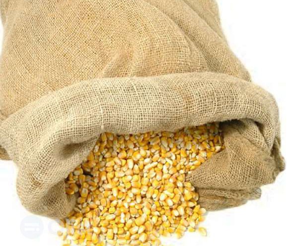 Maize grain