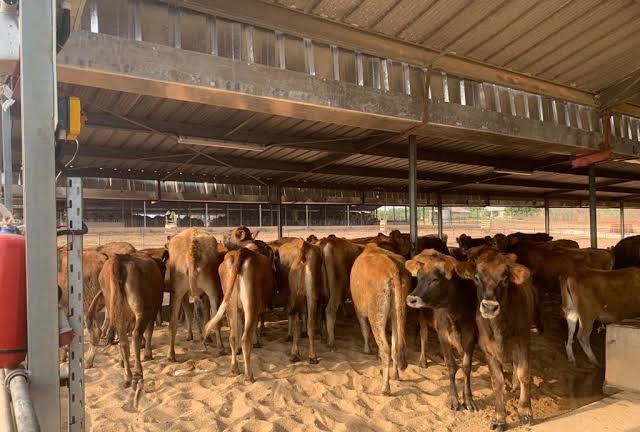 Ekiti Diary farm