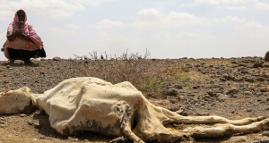 Severe drought is killing livestock in the pastoralist community of Higlo Kebele in Ethiopia (file photo). VOA
