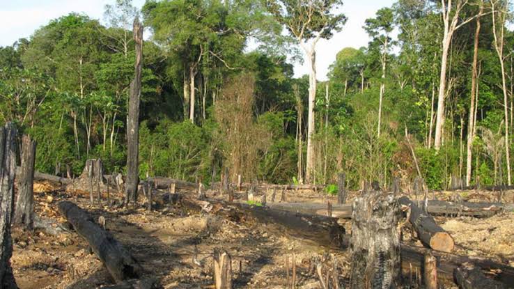 Nigeria loses 1.14 million hectares of tree in 20 years