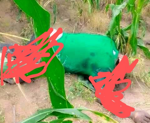 Terrorists kill Catholic priest, dump body in a maize farm in Kaduna