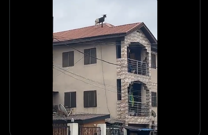 Extra: Ram climbs two-storey building to avoid being killed [VIDEO]