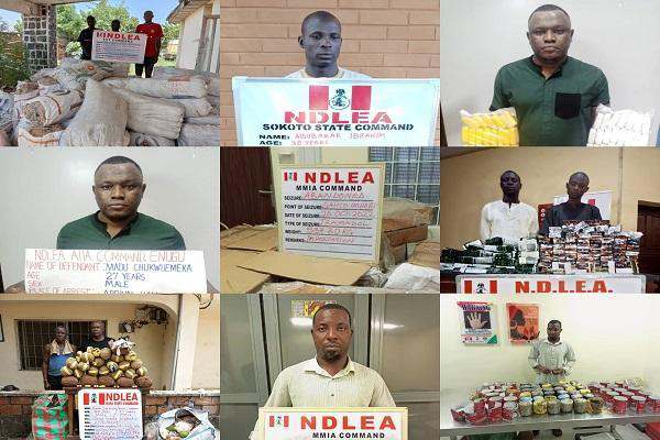Drug: NDLEA arrests Sokoto village head, 10 others seizes 991,320 pills of opioids, 1,251kgs of cannabis.