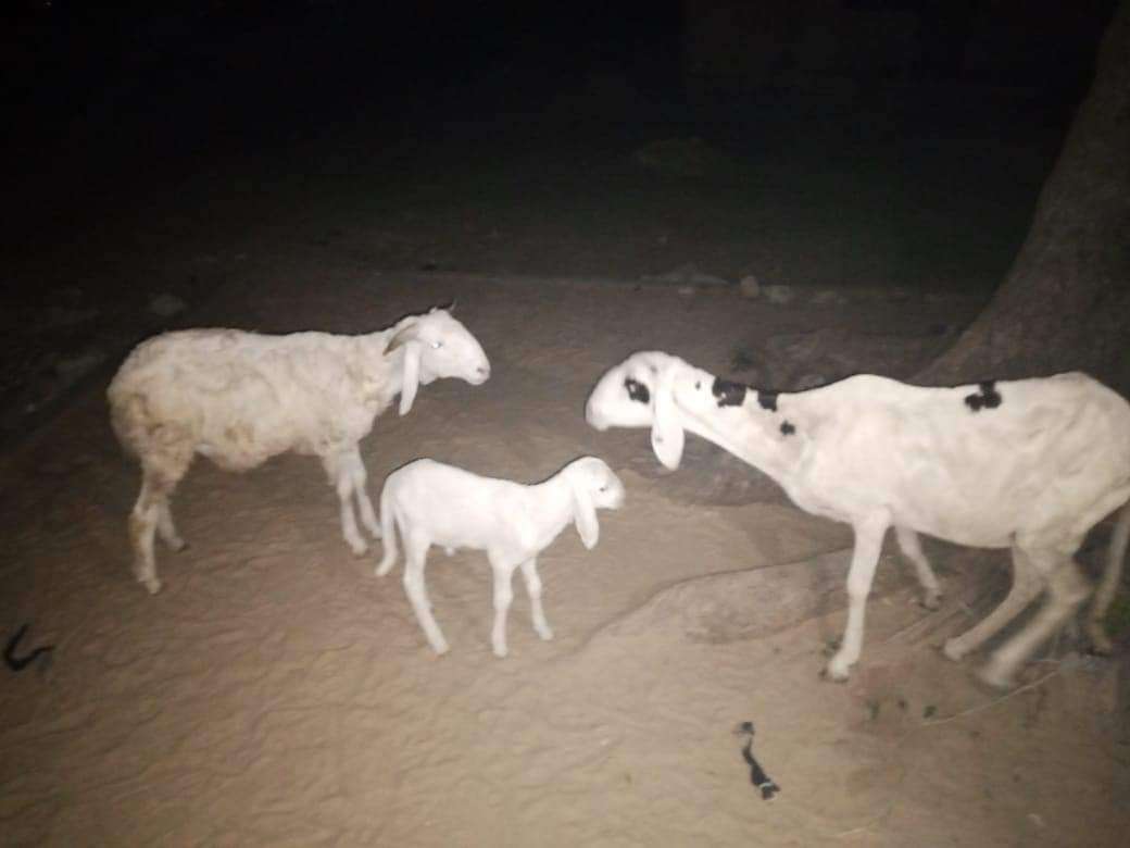 Police free sheep arrested for consuming fried fish in Borno