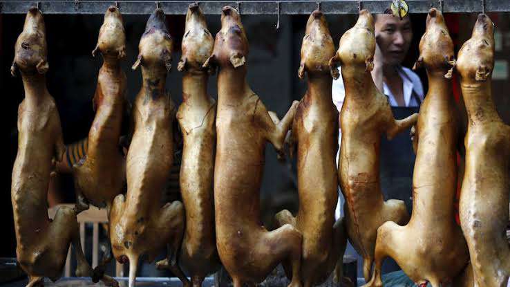Expert seeks measures to stop Nigerians from eating dog meat