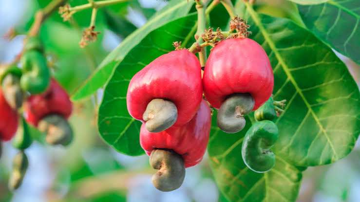 FG targets $500m revenue from cashew export in 2023