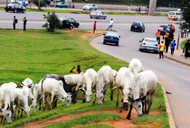 FCTA vows to seize cows grazing openly in Abuja, arrest owners