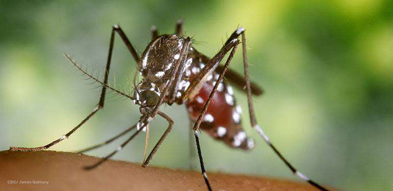 Environmental factors foster increase in mosquito population, infection - Experts