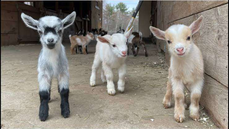 Man steals goat to fund daughter’s naming in Ogun