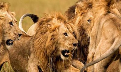 TRAGEDY: OAU Losses Staff to Lion Attack