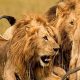 TRAGEDY: OAU Losses Staff to Lion Attack