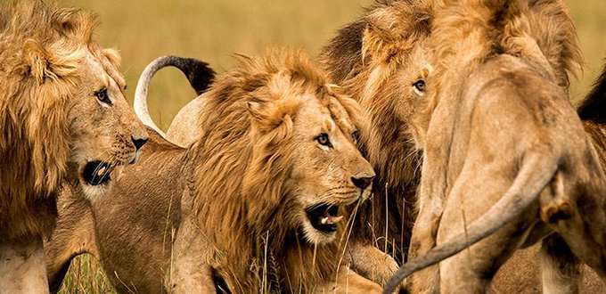 TRAGEDY: OAU Losses Staff to Lion Attack