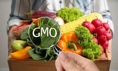 FG’s approval of GMO fails to douse concerns over safety, risk factors