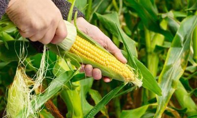 Despite concerns, Nigeria's fed govt defends approval of GMO maize