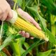 Despite concerns, Nigeria's fed govt defends approval of GMO maize