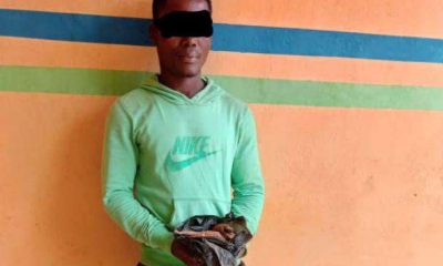 Ogun man arrested for allegedly poisoning cows