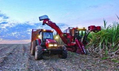 Forex: Firms adopt local raw materials to reduce dependence on imported inputs