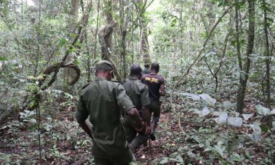 Ogun to launch new communication equipment for forestry officers 