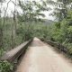 Ogun govt to embark on massive tree planting in forest reserves