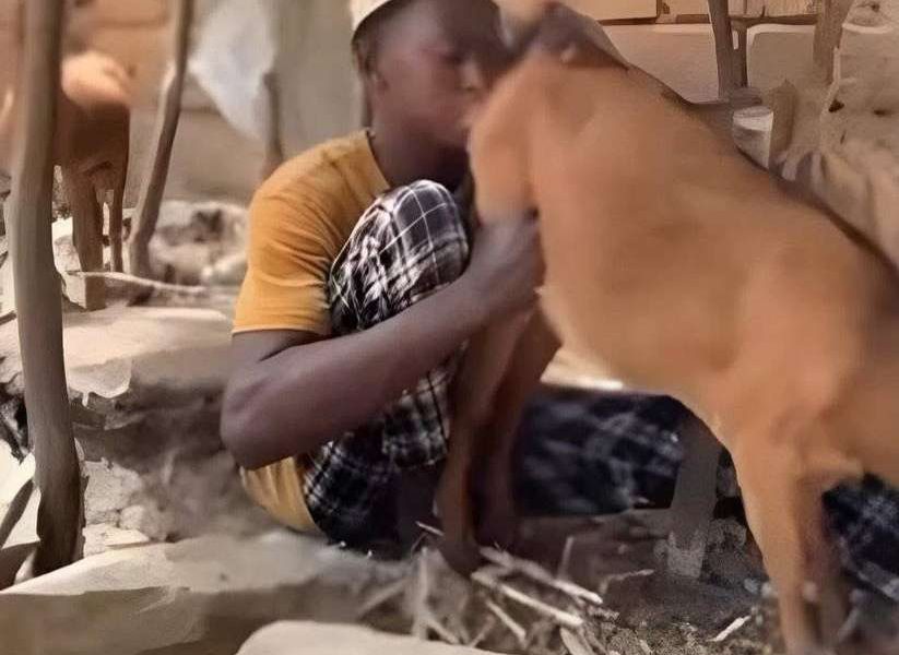 Hisbah nabs 24-yr-old man over obscene affair with goat in Kano