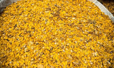 Nigeria’s Egusi Seed Heads to Space in Historic ISS Mission