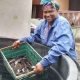 Cameroon scales up aquaculture with AfDB-funded catfish initiative