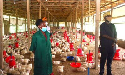 Ogun govt, World Bank inspect ongoing construction of 100,000-broiler facility in Odeda
