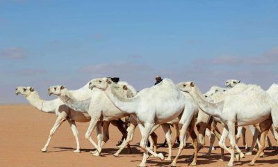 Saudi Arabia to issue passports for millions of camels