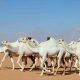 Saudi Arabia to issue passports for millions of camels