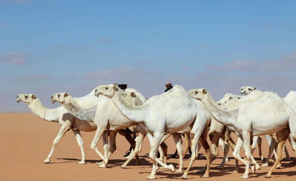 Saudi Arabia to issue passports for millions of camels