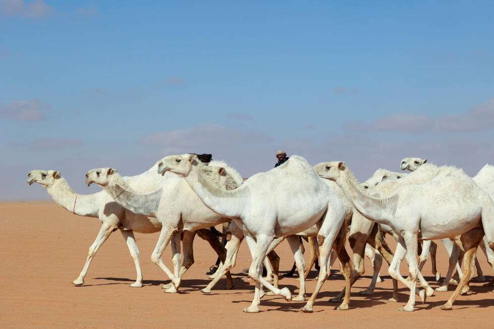 Saudi Arabia to issue passports for millions of camels