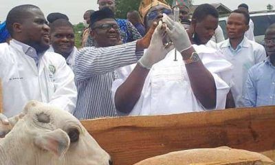 Ogun begins 2026 mass livestock vaccination, targets 200,000 animals