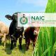 Reps query NAIC, insurers over N1.12tn Anchor Borrowers’ insurance gaps